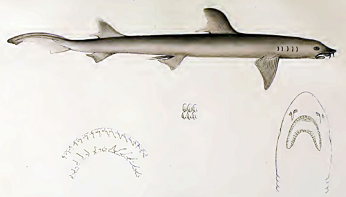 Barbeled houndshark